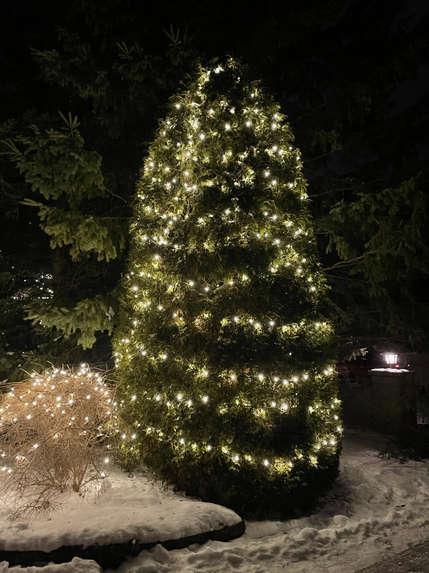 Evergreen and shrubs wrapped in warm white